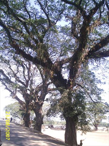 Oldest Tree at Birishiri